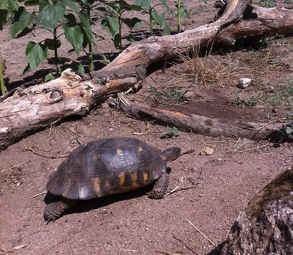 Bed & Breakfast Nacchinono 3*